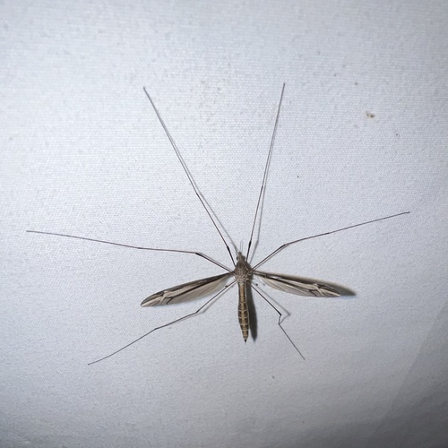 Unknown species found near Sheridan St, Memphis, TN, US