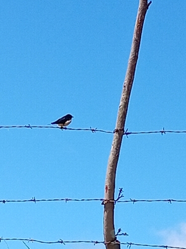 Barn Swallow