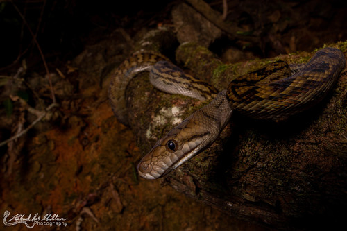 Australian Scrub Python sighting