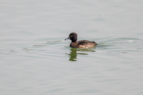 Tufted Duck