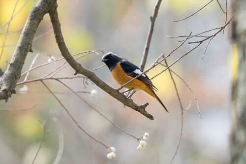Daurian Redstart