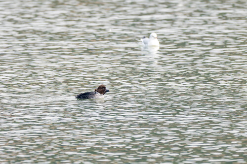 Common Goldeneye