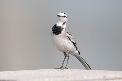 White Wagtail