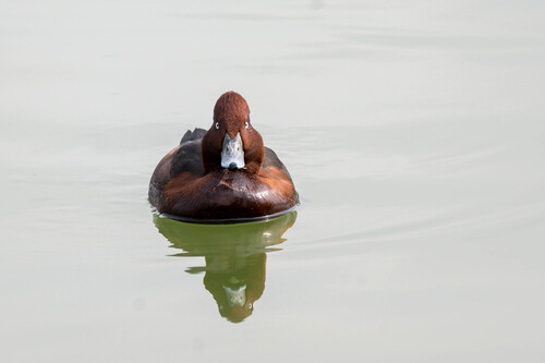Ferruginous Duck