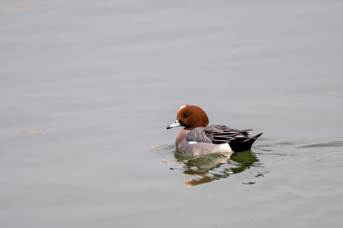 Eurasian Wigeon