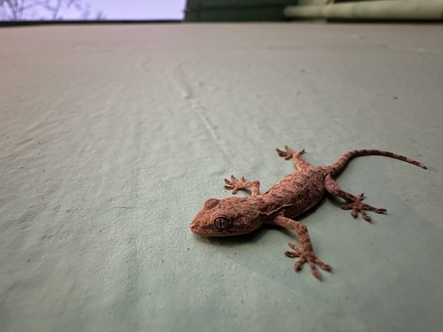 Peking Gecko
