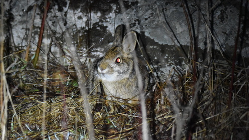 Appalachian Cottontail observed by cadecampbell