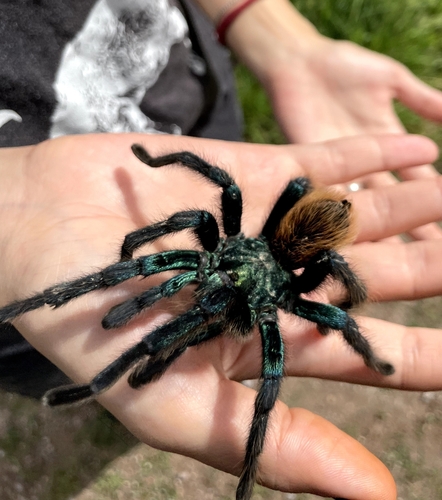 North American Cobalt Tarantula