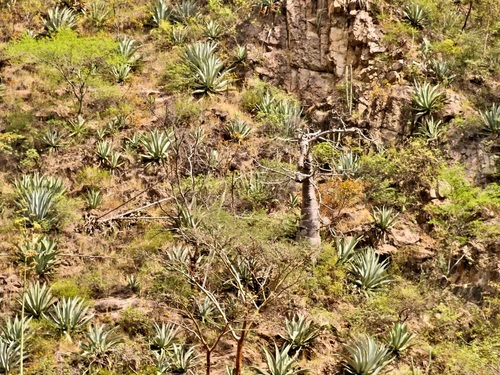Cavanillesia chicamochae