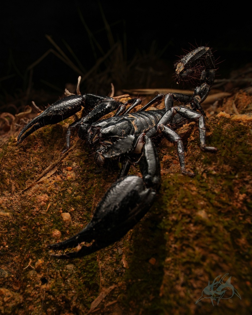 Giant Blue Scorpion from 弗拉斯斯爾維帕克酒店, Raub, Pahang, MY on February 12 ...