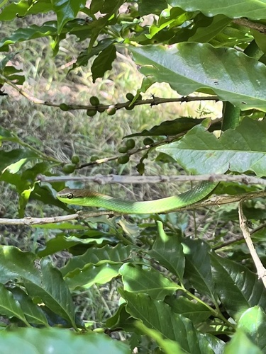 Lichtenstein's Green Racer