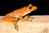 Rusty Tree Frog - Photo (c) Stéphane De Greef, all rights reserved, uploaded by Stéphane De Greef