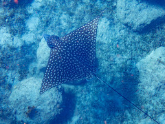 Spotted eagle ray