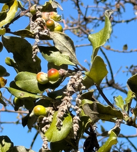 Unknown species found near Palo Alto, CA 94304, USA