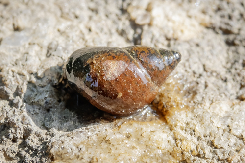 Pseudovivipara manchourica