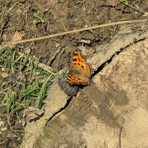 Large Tortoiseshell