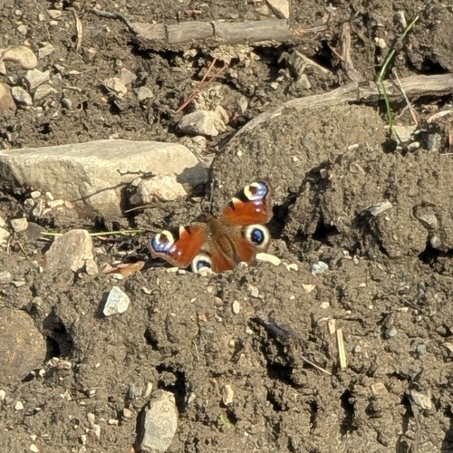 European Peacock Butterfly