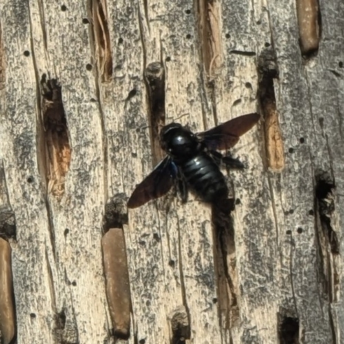 Xylocopa