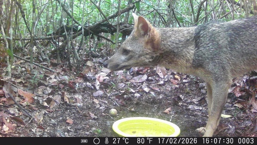 Crab-eating Fox