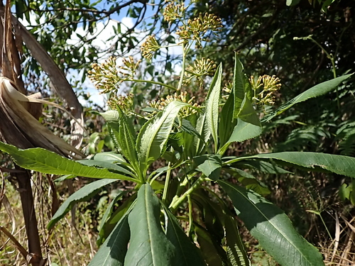 Solanecio mannii