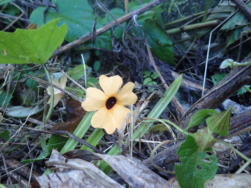Black-eyed Susan vine