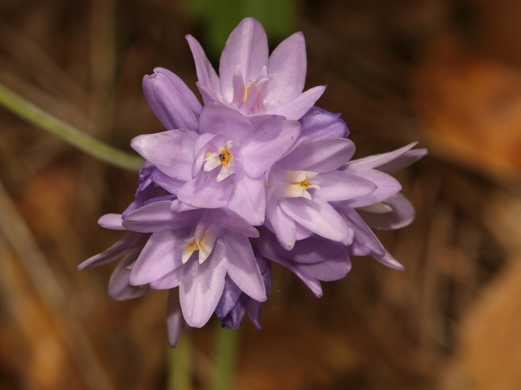 Bluedick Rancho Del Oso Big Basin Redwoods State Park Wildflower