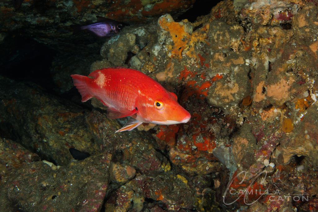 Eastern Pigfish from Northland Region, New Zealand on February 24, 2026 ...