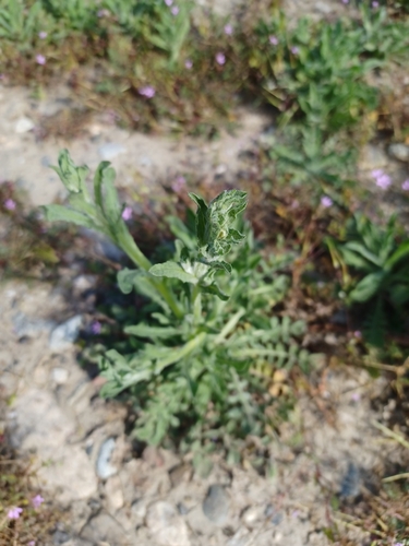 iNaturalist observation photo of Maltese star-thistle