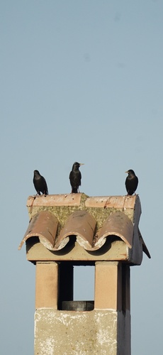 Avistamiento Estornino Negro