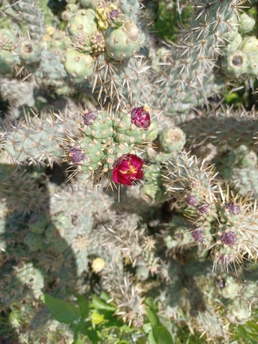 iNaturalist observation photo of Coast Cholla