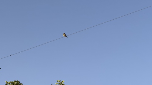 Avistamiento Chloris chloris