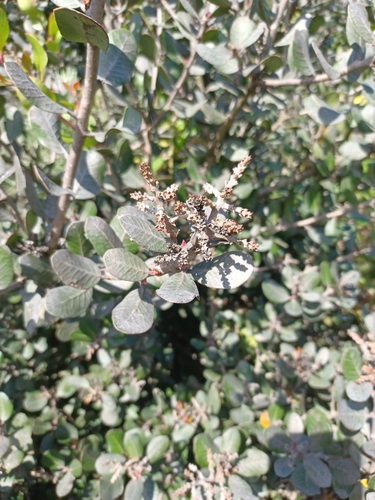 iNaturalist observation photo of lemonade berry