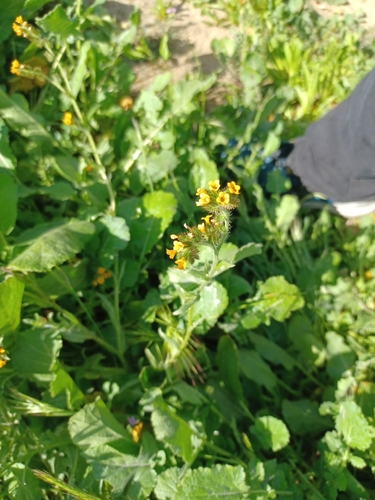 iNaturalist observation photo of Common Fiddleneck