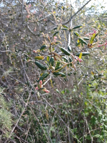 iNaturalist observation photo of coast live oak