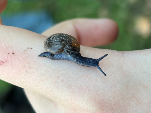 Oxychilus draparnaudi