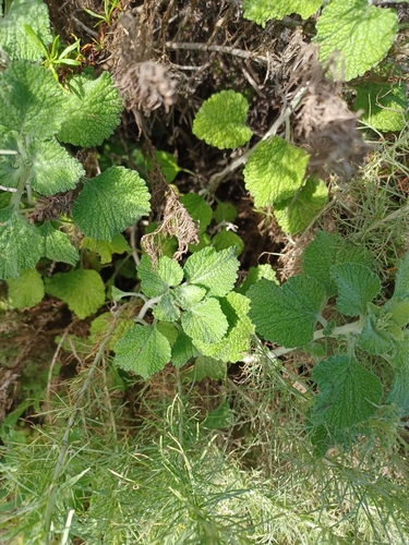iNaturalist observation photo of White Horehound
