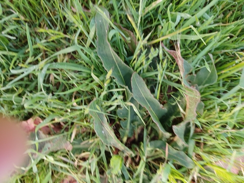 iNaturalist observation photo of curled dock