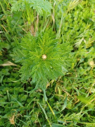 iNaturalist observation photo of Garland Daisy