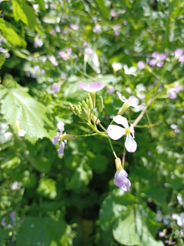 iNaturalist observation photo of Wild radish