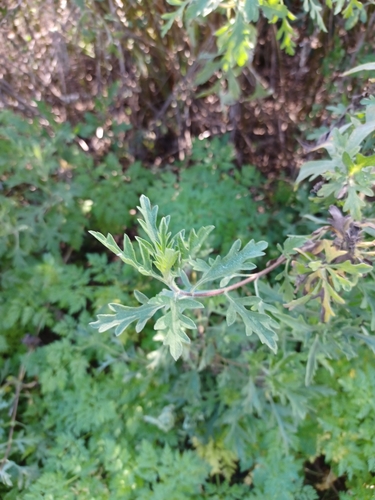 iNaturalist observation photo of western ragweed