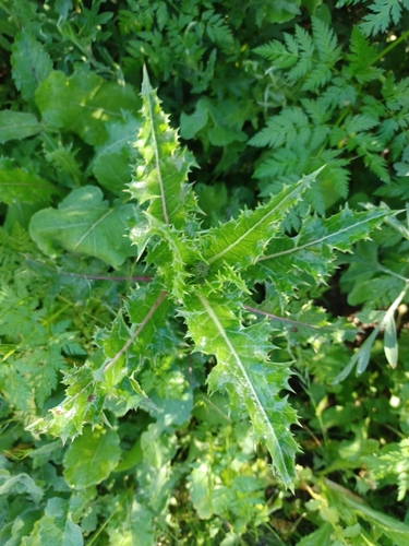 iNaturalist observation photo of prickly sowthistle