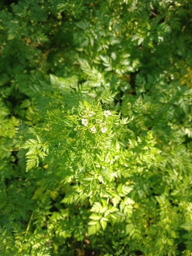 iNaturalist observation photo of poison hemlock