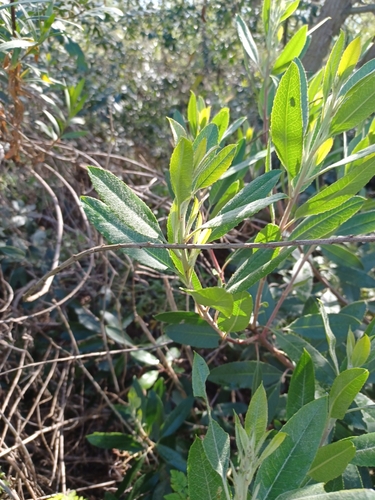 iNaturalist observation photo of Toyon