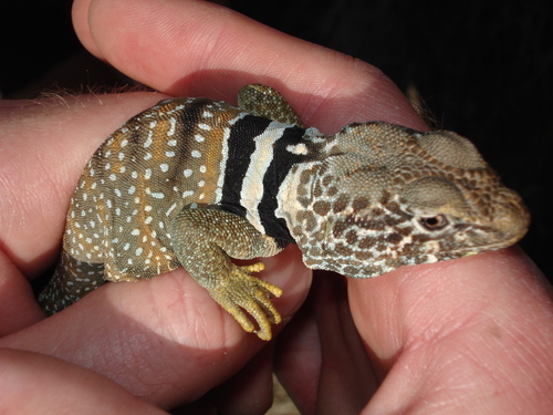 iNaturalist observation photo of Desert Collared Lizard