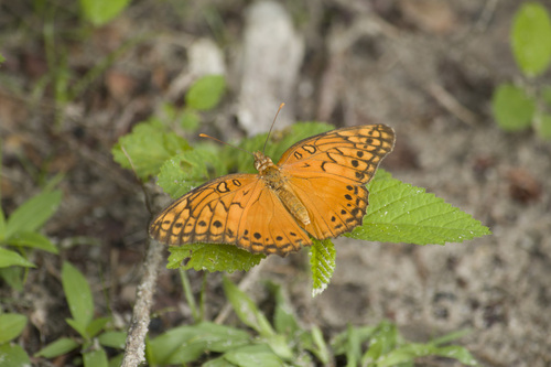 Mexican Fritillary
