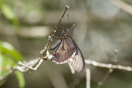 Polydamas Swallowtail