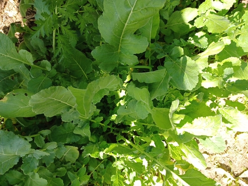 iNaturalist observation photo of Shortpod Mustard