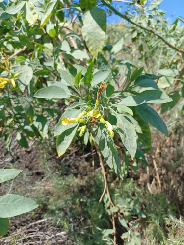 iNaturalist observation photo of tree tobacco