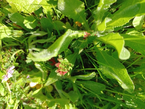 iNaturalist observation photo of stork's-bill chytrid