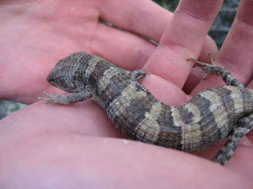 iNaturalist observation photo of Panamint Alligator Lizard